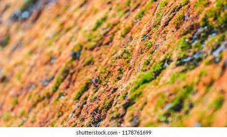 Close up flower textures