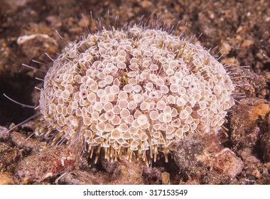 Close up of Flower Urchin.