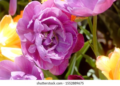 Close Up Of A Flower In Washington Park, Albany NY