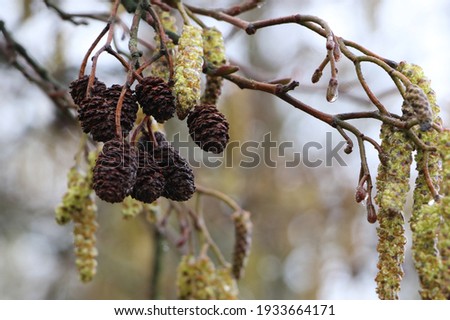 close up of flowering black alder tree with long male and small female catkins and last year's cones in early spring, the pollen can cause hay fever