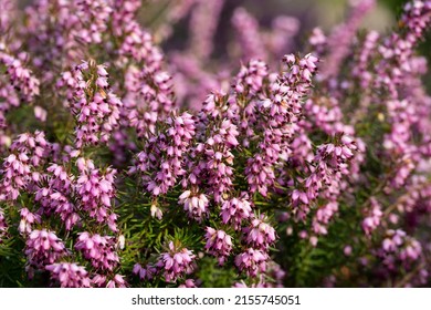 Close up flowering Calluna vulgaris common heather, ling, or simply heather Selective focus of the purple flowers on the field, Nature floral background. - Powered by Shutterstock