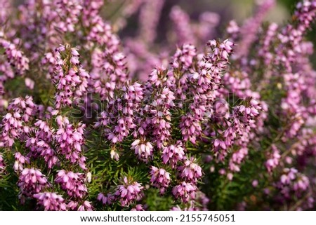 Close up flowering Calluna vulgaris common heather, ling, or simply heather Selective focus of the purple flowers on the field, Nature floral background.