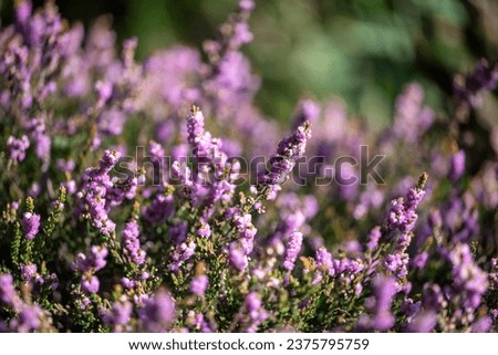 Close up flowering Calluna vulgaris common heather, ling, or simply heather Selective focus of the purple flowers on the field, Nature floral background.
