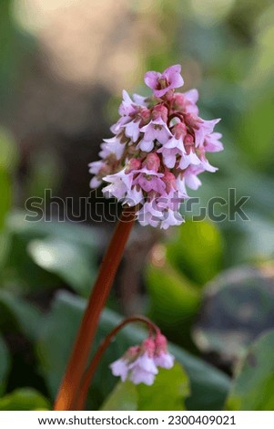 close up of a flowering heart-leaved bergenia on blurry background