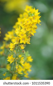 Ligularia The Rocket High Res Stock Images Shutterstock