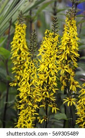 Ligularia The Rocket High Res Stock Images Shutterstock