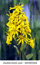 Ligularia The Rocket High Res Stock Images Shutterstock