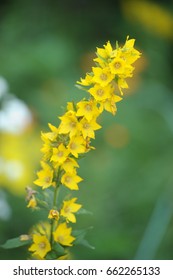 Ligularia The Rocket High Res Stock Images Shutterstock