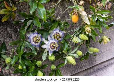 Close Up Of A Flowering Passiflora Caerulea.  Passionfruit Or Passiflora Edulis, Common Passionfruit, Jambhool Fruit, Passion Fruit Passion Flowers Or Passion Vines, Blue Passionflower Or Bluecrown Pa