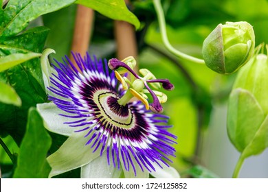 Passiflora Caerulea Images Stock Photos Vectors Shutterstock