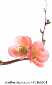 Close Up Of A Flowering Quince