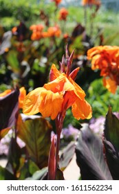 Close up of a flowering stalk of an Orange Wyoming Canna Lily using a bokeh effect