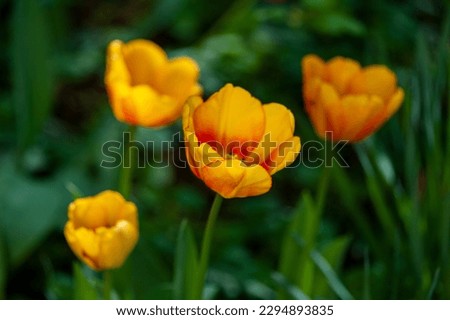 Close up of flowering tulips. Nature in spring, summer. Flowery field.
