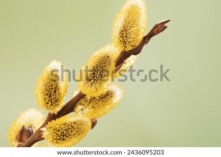 Close up of a flowering willow tree catkins branch on a pastel green background. Studio shot.
