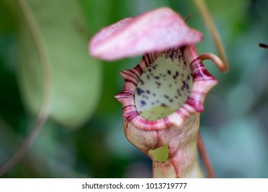 Close up of flowers