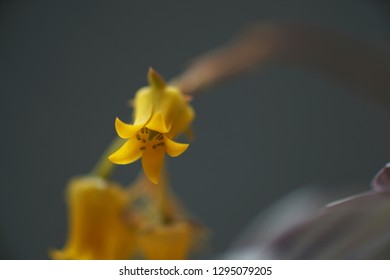 
Close up of the flowers.