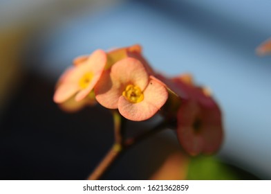 close up of the flowers