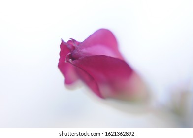 close up of the flowers