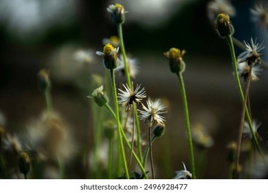 
a close up of flowers