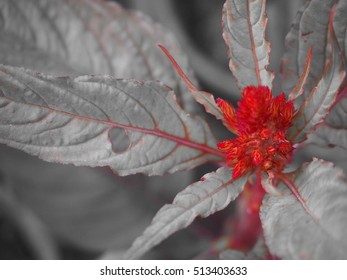 Close up flowers background