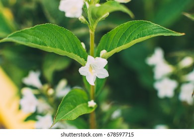 close up flowers background
