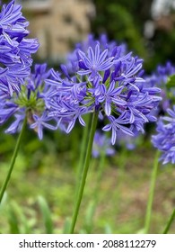 Close up with flowers of Blue African Lily Agapanthus Africanus in the garden background is summer. - Shutterstock ID 2088112279