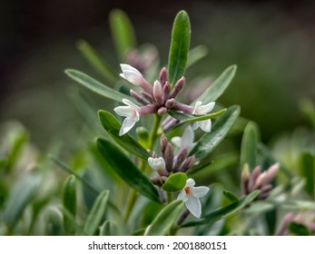 Close up of flowers of Daphne × transatlantica 'Eternal Fragrance' in summer