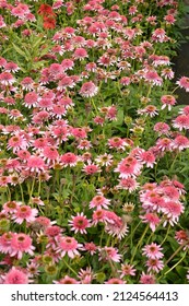 Close Up Of Flowers Of Echinacea Butterfly Kisses Seen In The Garden In Summer.