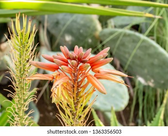 Close Up Of Flowers Of Fan Aloe