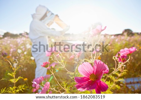 Similar – Image, Stock Photo Beekeeper with gloves and veil controls his beehive and searches for queen cells