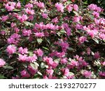 Close up of flowers of and garden shrub Rhododendron Olga Mezitt seen outdoors flowering in spring time.