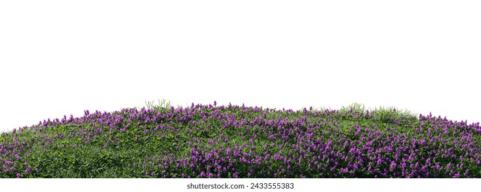 Close up flowers, green or dry grass isolated on white background. Realistic natural element for design. Bright 3d illustration - Powered by Shutterstock