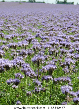 Similar – Hallig Gröde | Sand lilacs on the salt marsh