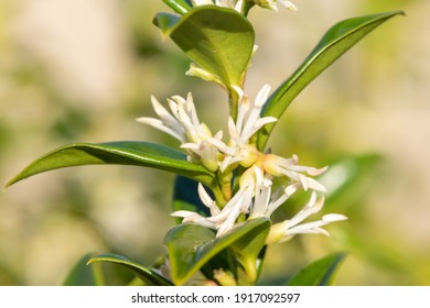 Close Up Of Flowers On A Sweet Box (sarcococca Confusa) Shrub