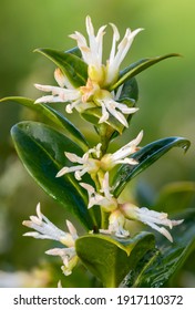 Close Up Of Flowers On A Sweet Box (sarcococca Confusa) Shrub