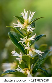 Close Up Of Flowers On A Sweet Box (sarcococca Confusa) Shrub