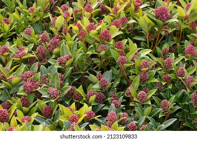 Close up of the flowers of Skimmia japonica Fragrant Cloud seen outdoors in the garden. - Shutterstock ID 2123109833