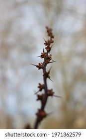 close up of flowers and trees, spring