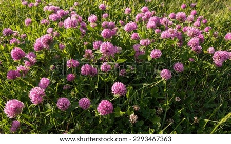 Close up of flowers of wild red clover, Trifolium pratense in natural meadow