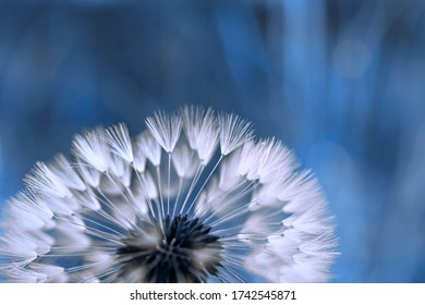 Close up of fluffy blow ball hat of white dandelion flower with seeds on bright blue background