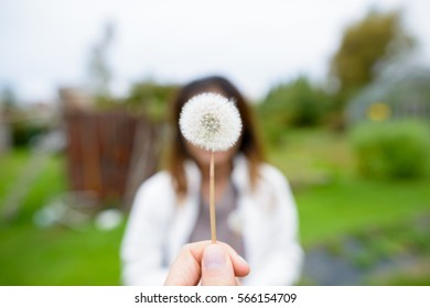 Close up of fluffy dandelion in springtime in front of young woman with blurred background