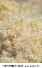 Close Up Of Fluffy Prairie Grass