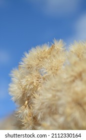 Close Up Of Fluffy Prairie Grass