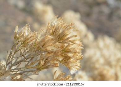 Close Up Of Fluffy Prairie Grass