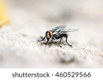 close up of fly