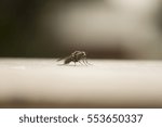 close up of a fly