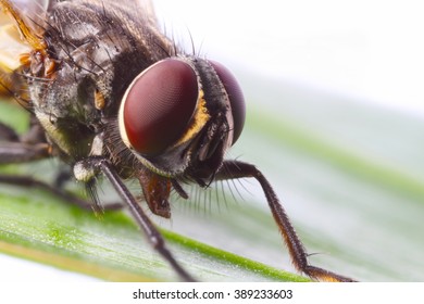 Close up of a fly - Powered by Shutterstock