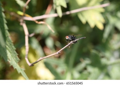 close up fly