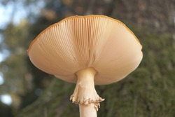 Close Up Of Fly Agaric Mushroom Gills.