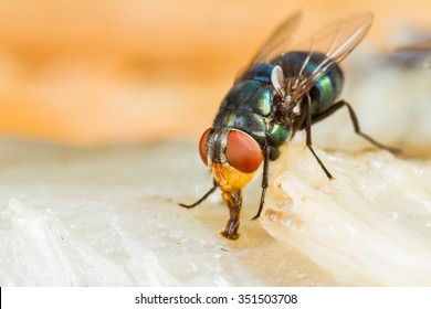 Close up of fly or bluebottle eating dried fish - Powered by Shutterstock